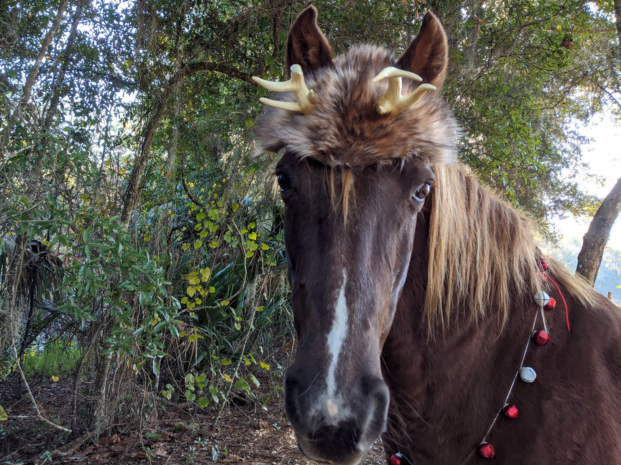 Young Buck Antlers for Horses with Faux Fur Hat Costume for Etsy