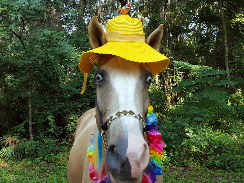 Sun Hats for Horses in Several Colors Kentucky Derby Horse Etsy UK