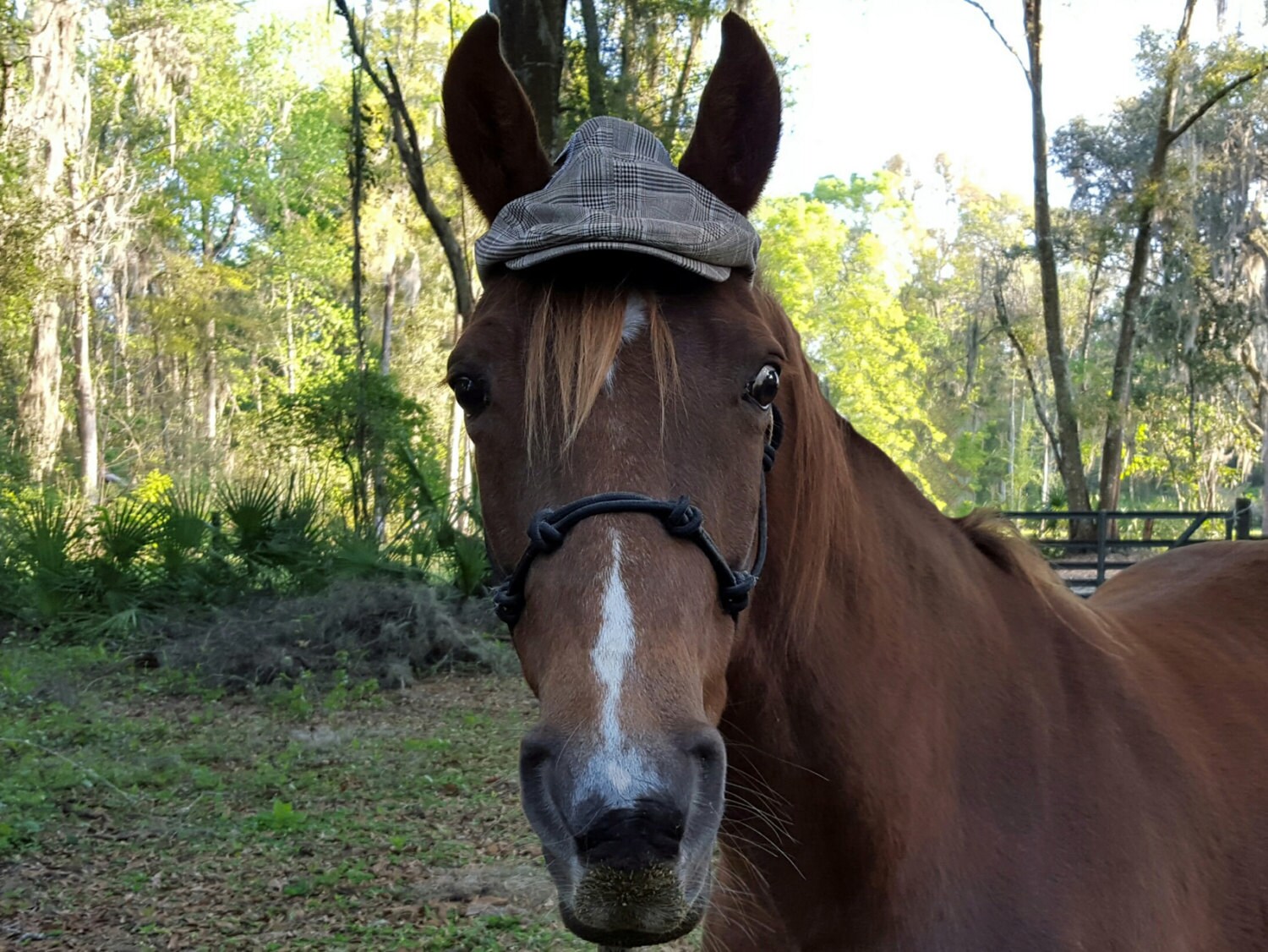 Stylish Cloth Hat for Equine Horse 