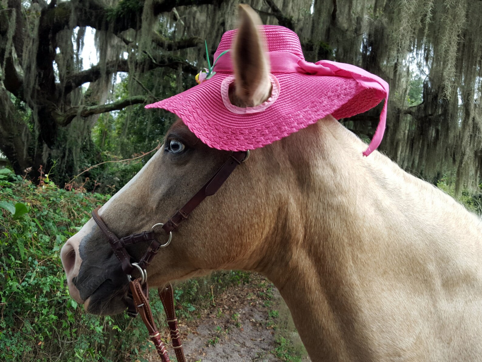 Sun Hats for Horses in several colors Kentucky Derby Horse Etsy