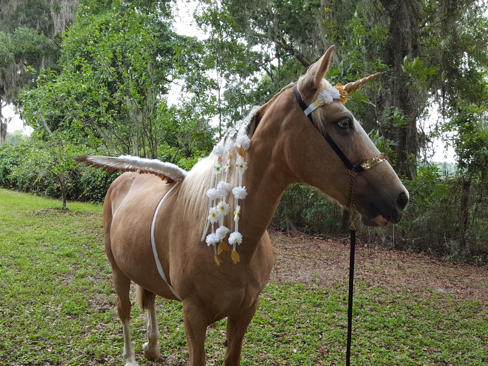 Engel Einhorn Pferd Kostüm Magische Einhorn Kostüm für | Etsy