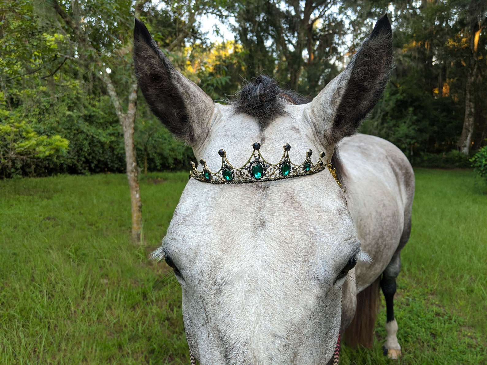 Wicked Green And Black Crown Tiara Browband For Horses Etsy