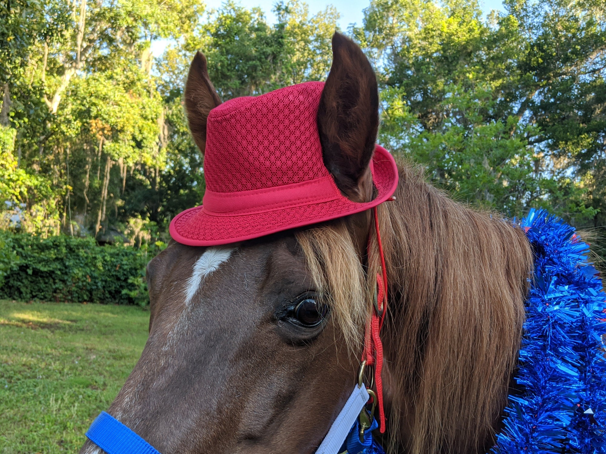 Riding Horses Equine Red Hat - Etsy 
