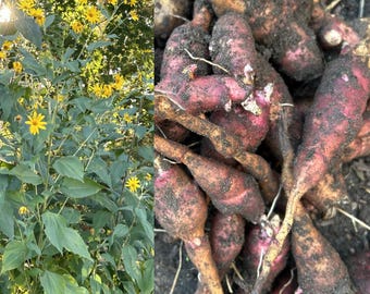 1 Red Fuseau Sunchoke Tubers for Planting – Jerusalem Artichoke Seed Stock for Garden & Food Forest