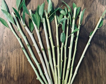 Fresh Goji  Cuttings for Propagation- Easy to Root!