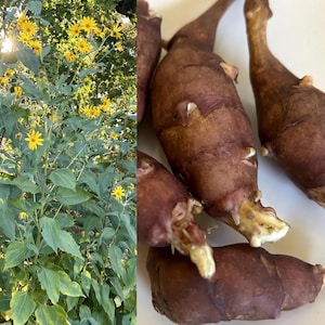 Jerusalem Artichoke Tubers for Planting: Red Fuseau Sunchokes, Free Shipping
