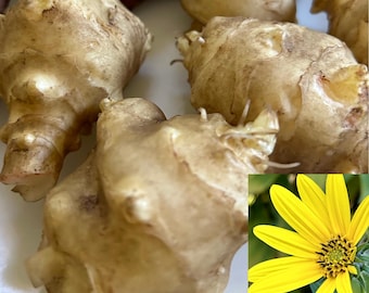 1 White Mammoth Sunchoke Tubers – Jerusalem Artichoke Seed for Food Forest & Backyard Growing