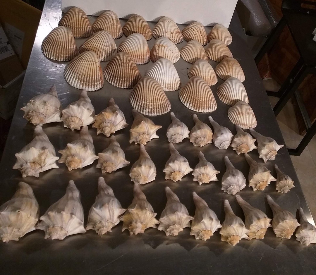 49 Piece Giant Cockle and Giant Whelk Mixed Shell Collection Great for