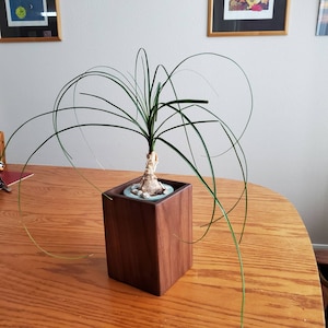 Walnut planter