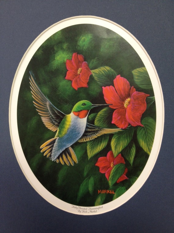 Rubythroated Hummingbird print 11x14 wildlife Etsy