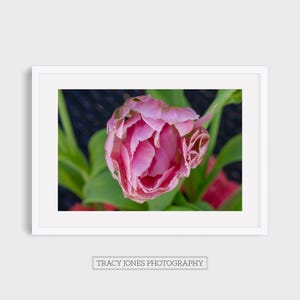 Peonies Floral Print | Digital Download Vintage Botanical Wall Art | Cottagecore Peony Illustration | Instant Printable