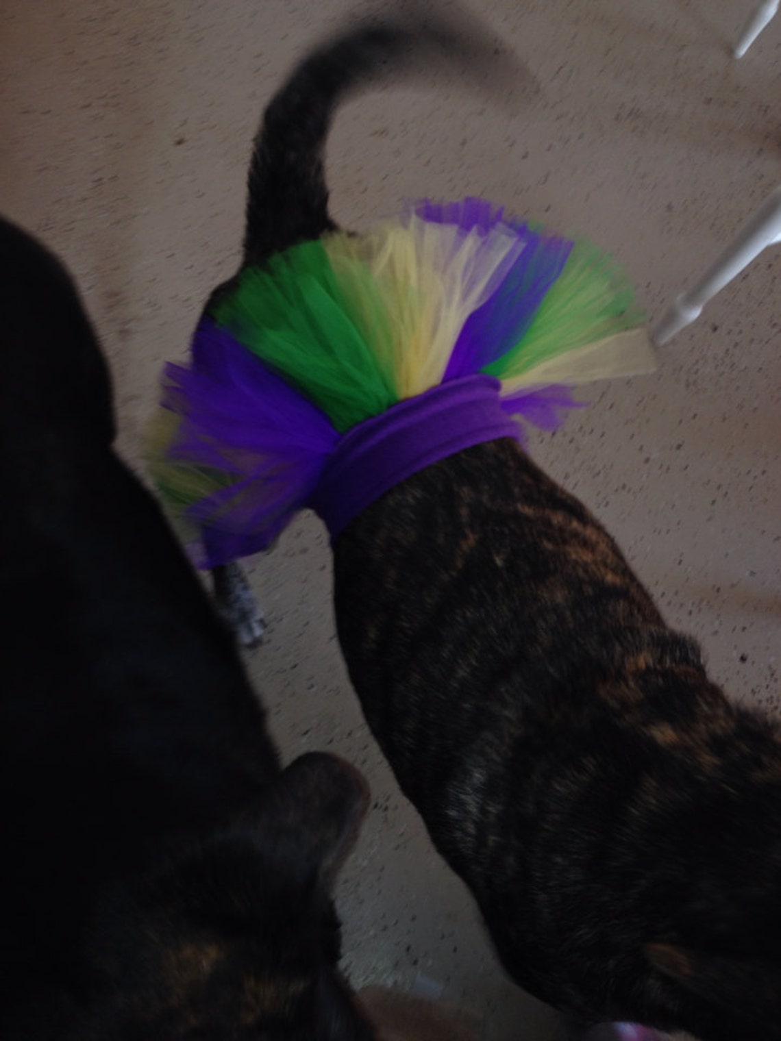 dog mardi gras tutu
