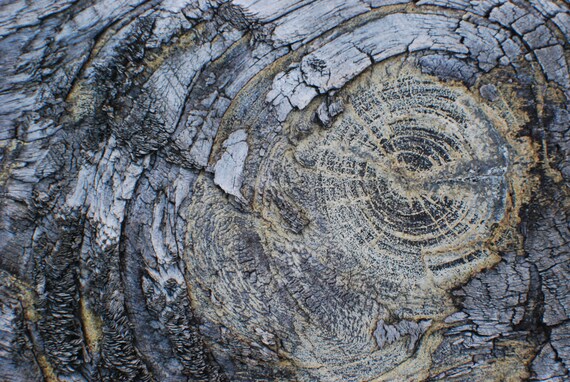 Tree Rings - Etsy