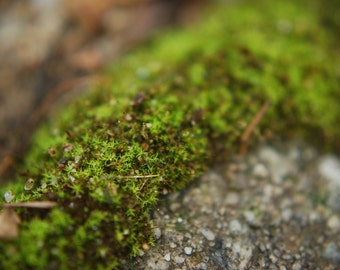 Moss on Concrete photo