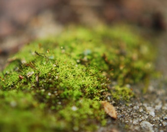 Moss on Concrete photograph