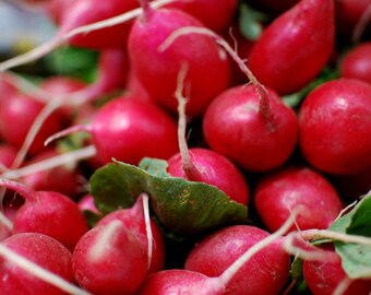 Market Radishes (alternate view)