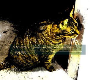 Yellow Cat Art Print, Modern Art Print Of Cat, Kitten Art, Cat Home Decor, Cat Photo Art, 8x10,11x14,16x20, Small Or Large Sizes Available
