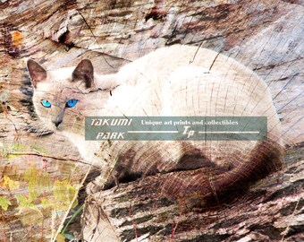 Rückkehr der Katze mit blauen Augen, Cat Artwork, Natur-Wand-Kunstdruck, Cat Hauptdekor, tierische Kunst, Wohnzimmer Wand Dekor, Schlafzimmer-Kunstdruck