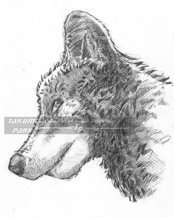 Lobo dibujo dibujo a lápiz Animal Print arte decoración - Etsy México