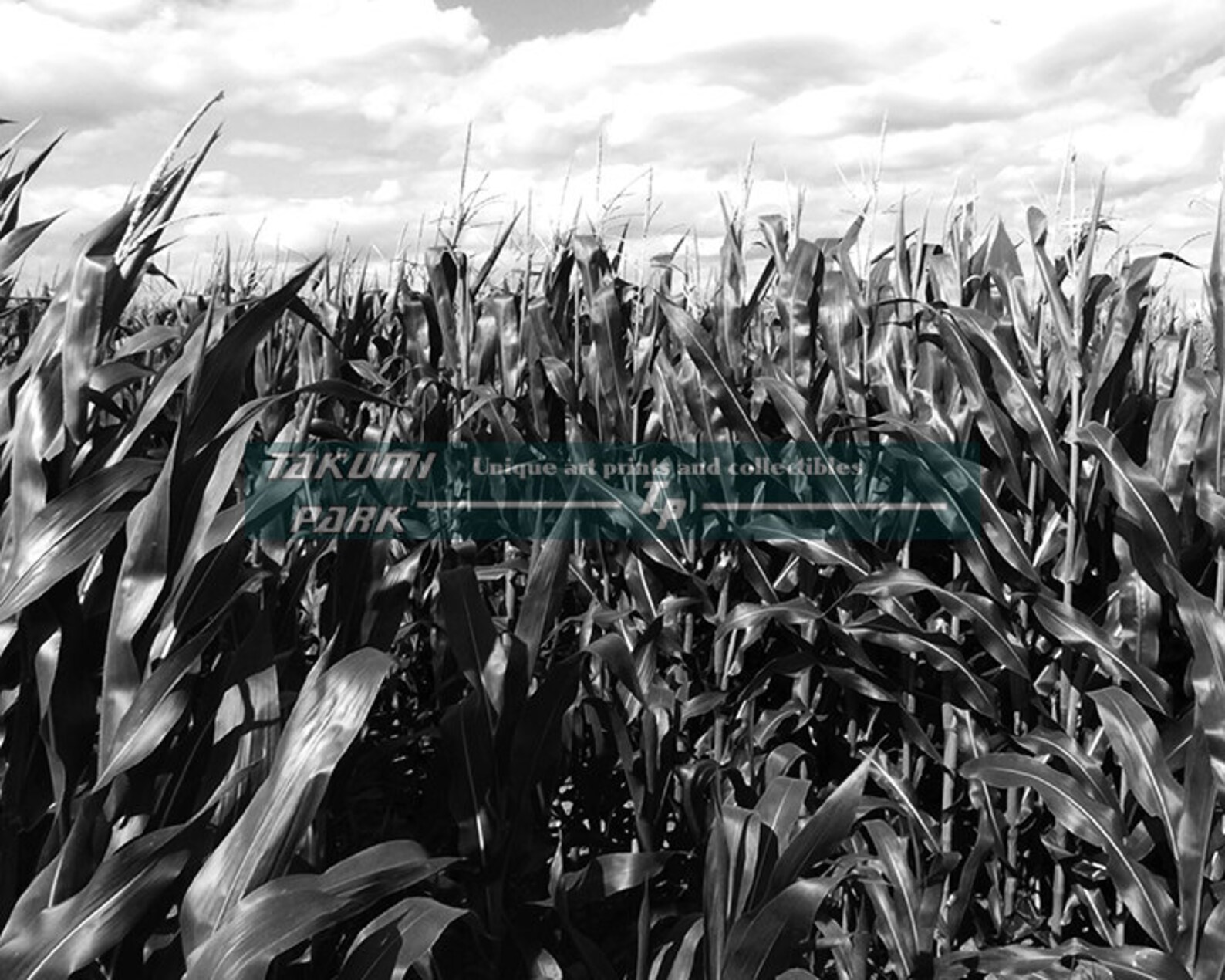 Corn Field Photograph, Black and White Photographic Print, Rural Art