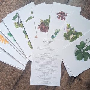 May include: A collection of white cards featuring botanical illustrations of various herbs and flowers. The cards display images of chamomile, hops, and other plants. A central card lists information about ginger. The cards are arranged on a wooden surface.