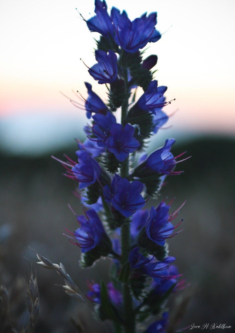 viper's bugloss, Blåeld