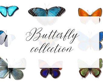 Splendid Butterfly Collection