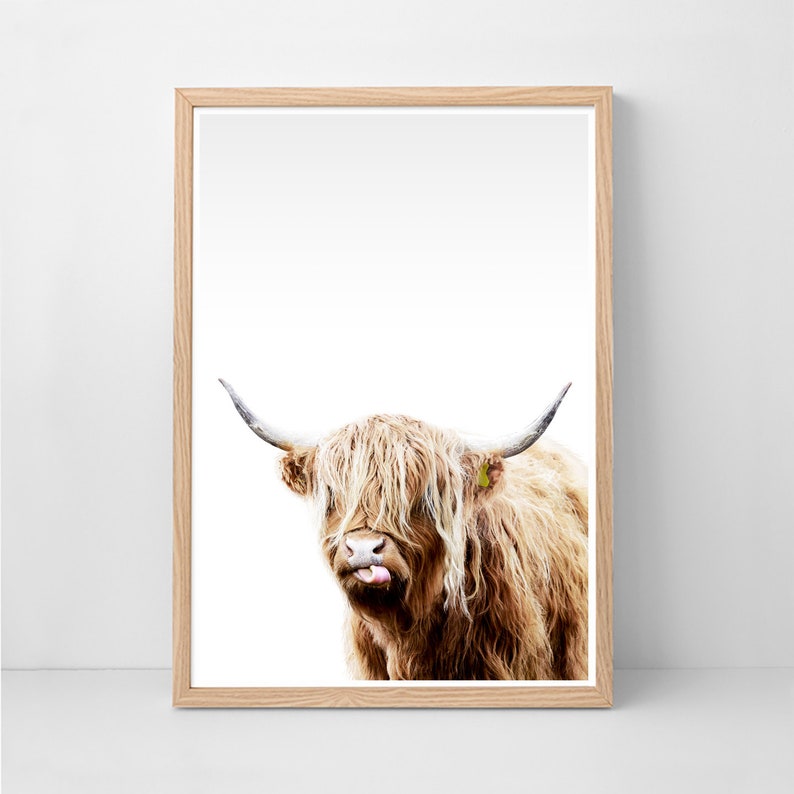Highland Cow Art Photo Cattle Print Image 0