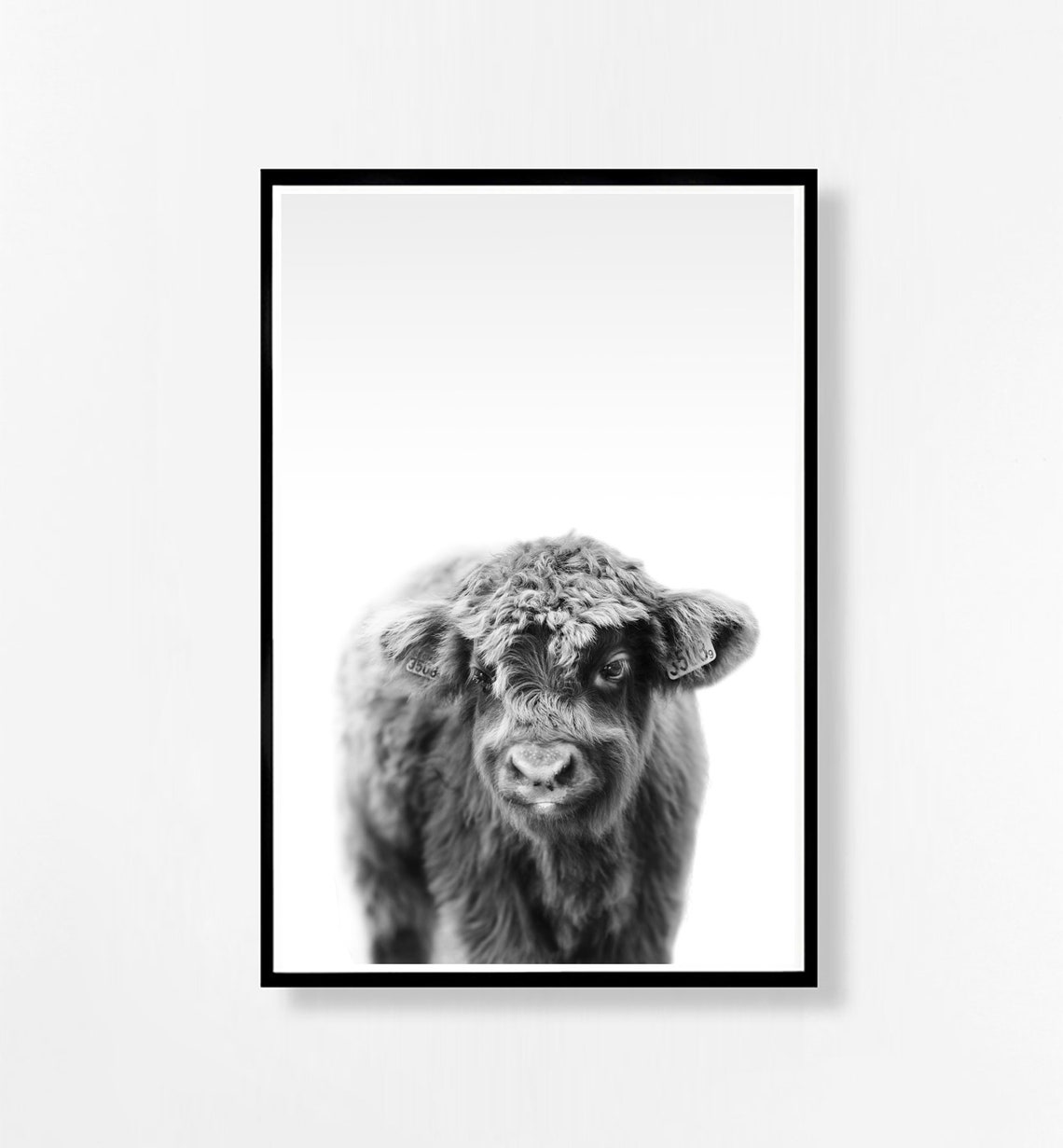 Highland Cow Art Black and White Baby Highland Cattle Print Etsy