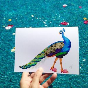 Peacock card, peacock in slippers, peacock in shoes, peacock cards, colorful birds,pink slippers, birds of paradise, Wildlife in footwear image 5