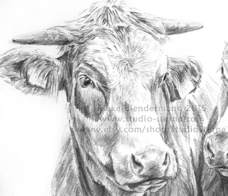 Pencil Drawing Cow Portrait A4 21x297cm Animal Cattle Cows | Etsy