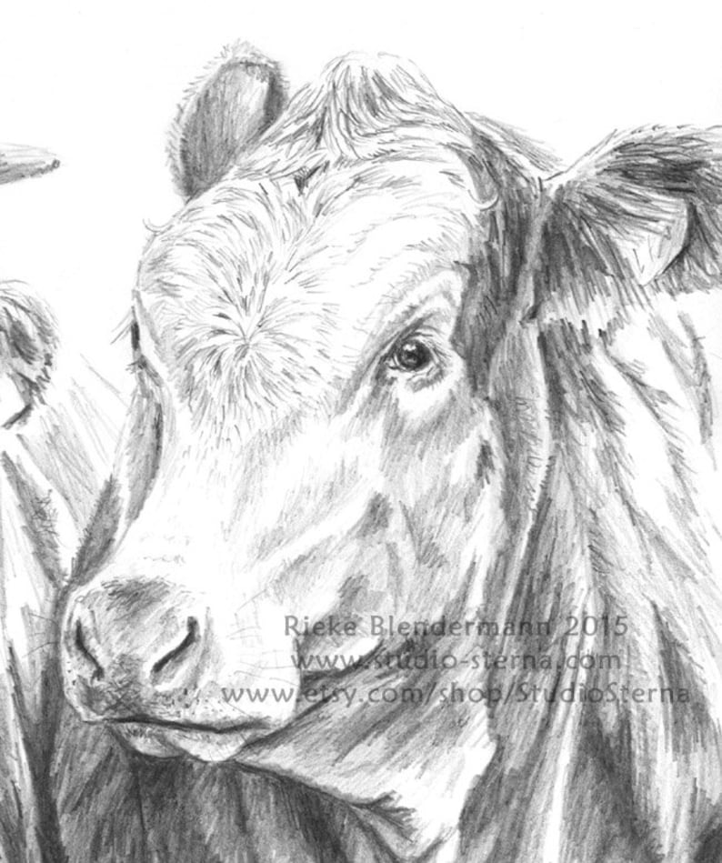 Pencil Drawing Cow Portrait A4 21x297cm Animal Cattle Cows | Etsy