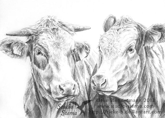 Pencil drawing cow portrait A4 21x29,7cm animal cattle cows original art artwork varnished unframed Studio Sterna