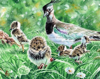Rodzina czajek malarstwo sztuka akwarela A4 natura zwierzę ptak pisklę łąka trawa zielony