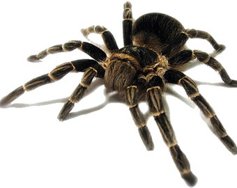 Tarantula spider vinyl wall sticker