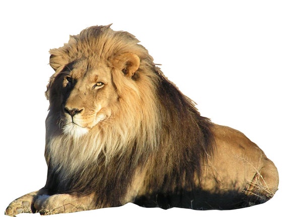 Lion Big Cat Self Adhesive Vinyl Sticker