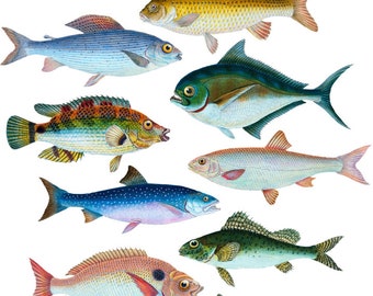 Fish wall stickers - 5 sizes available