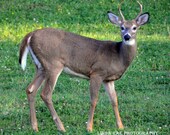 Young Buck, 4 point, Deer Photograph, Nature Photography, Fine art, Home Decor, Office Decor