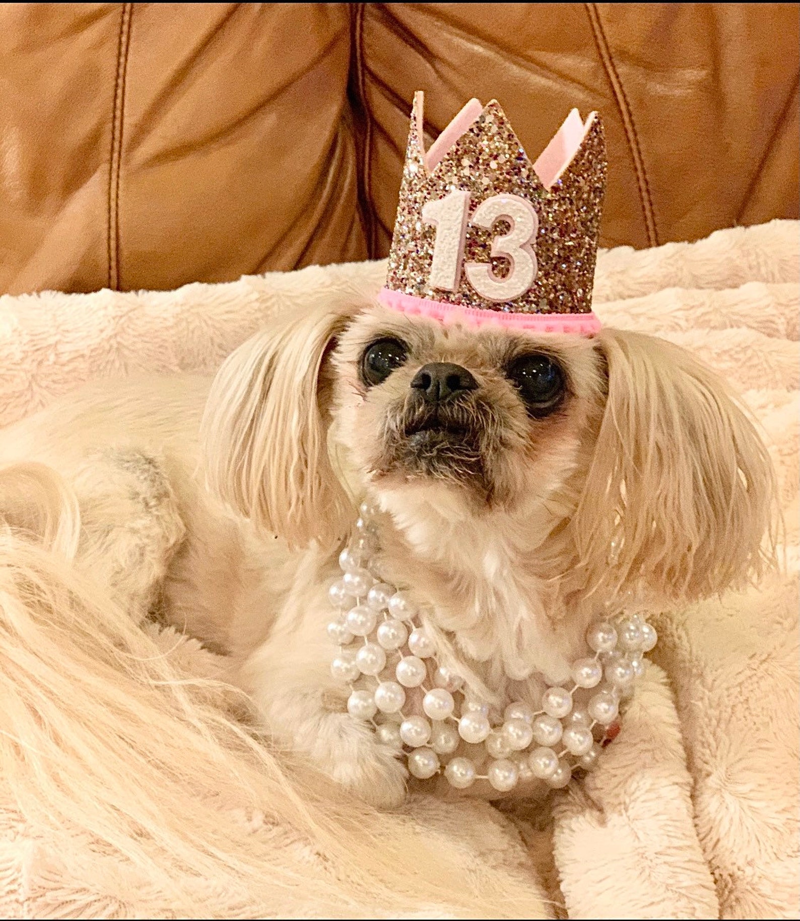 Dog Crown Dog Party Hat Dog Birthday Crown Pale Etsy