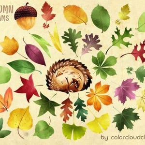 Feuilles d'automne automne clipart, clipart feuille, illustration hérisson, usage Commercial et personnel, PNG, téléchargement immédiat