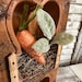 Rustic Grunge Primitive Peter Rabbit Easter Decor/muffin Tin Assemblage ...