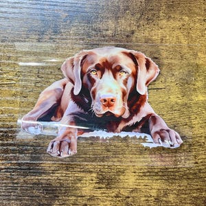 Puede incluir: Ilustración detallada de un perro Labrador Retriever chocolate acostado. El perro tiene pelaje marrón, nariz rosada y ojos ámbar. La obra de arte está sobre una pegatina rectangular transparente.