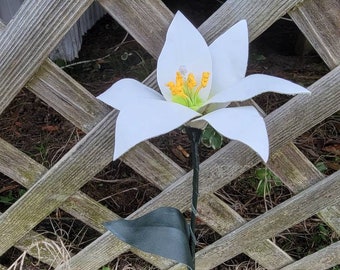 Leather lily, Leather flower, White Lilly