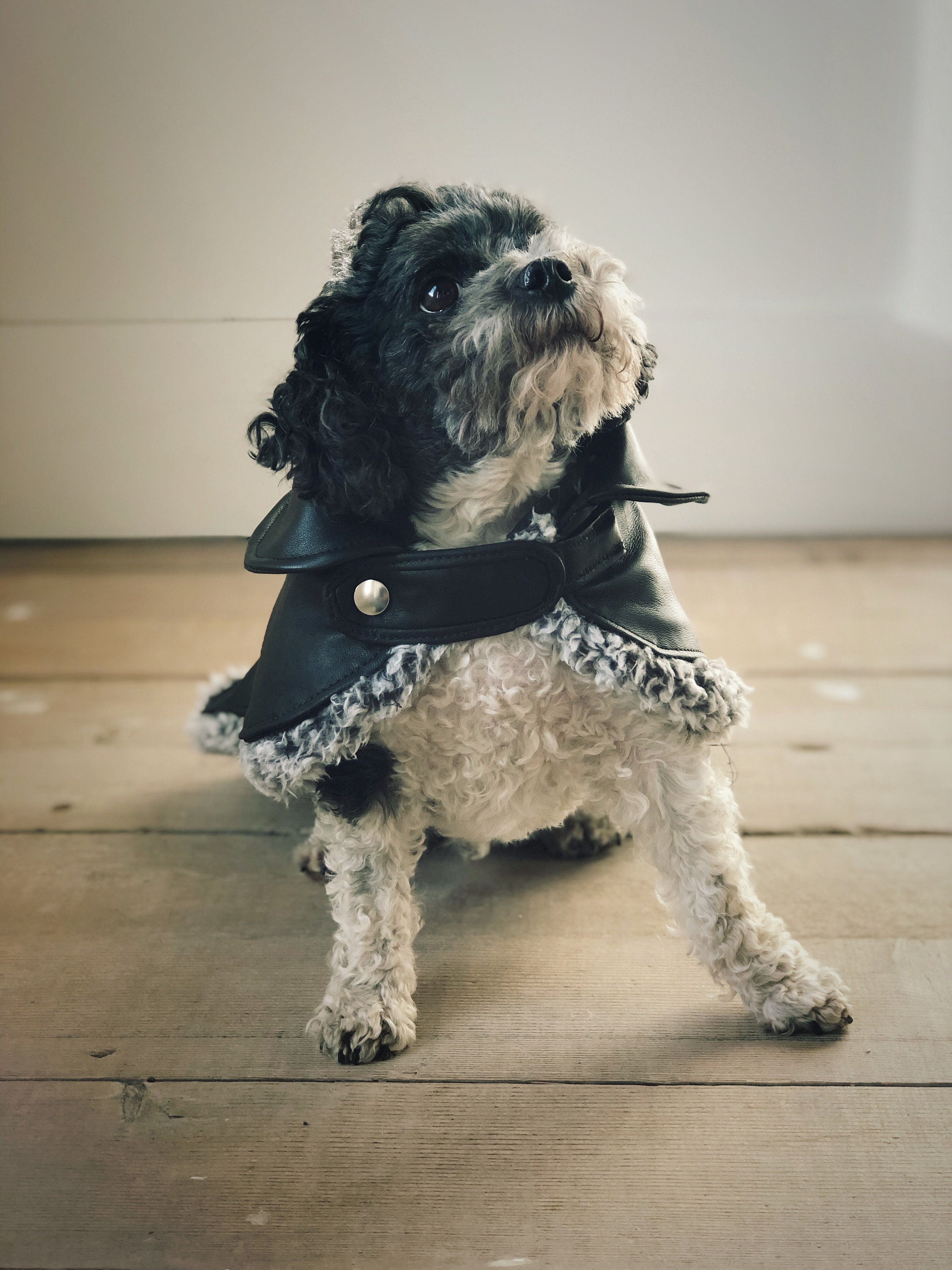 Leather Dog Coat Removable Liner Small Dog Jacket Dog Jacket Etsy