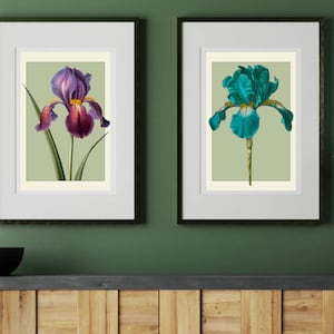 Estampados de flores de iris botánico, sin enmarcar, A4 o A5, impresión de arte giclee, tarjeta de trapo de algodón, floral vintage