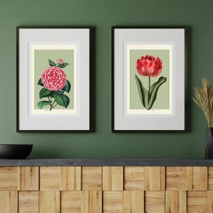 Vintage botanical flower prints, unframed, A4 or A5, giclee art print, cotton rag card, vintage floral, Tulip and Camelia