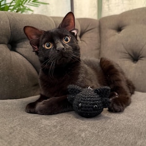 May include: A black cat with amber eyes sits on a gray couch next to a small, black crocheted bat. The cat has large ears and is looking upwards. The bat has small black eyes and is lying on the couch.