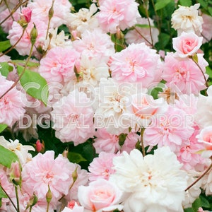 Versailles Garden Flowers Roses, Digital Backdrop Photographer Composites, Digital Background for Photoshop, Composite Photography