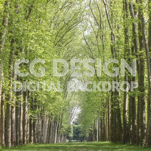 Versailles Gardens Tree Alley, Digital Backdrop Photographer Composites, Digital Background for Photoshop, Composite Photography