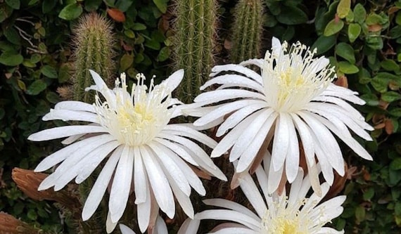 Snake Cactus Starters! New Offering!